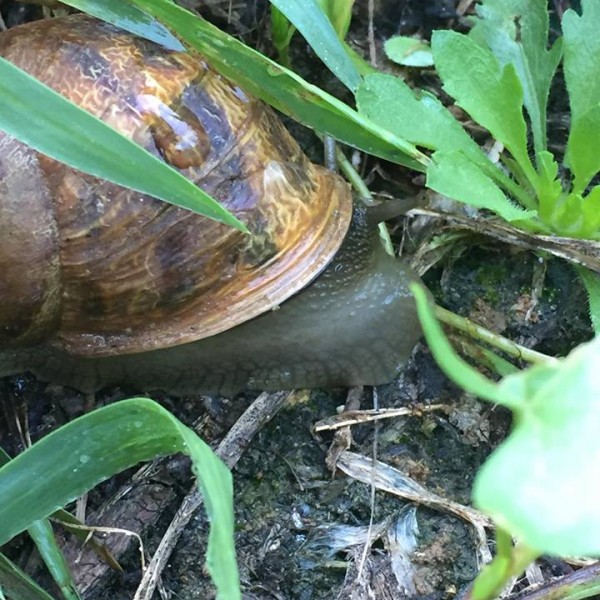 Les escargots de Jacko - Elevage