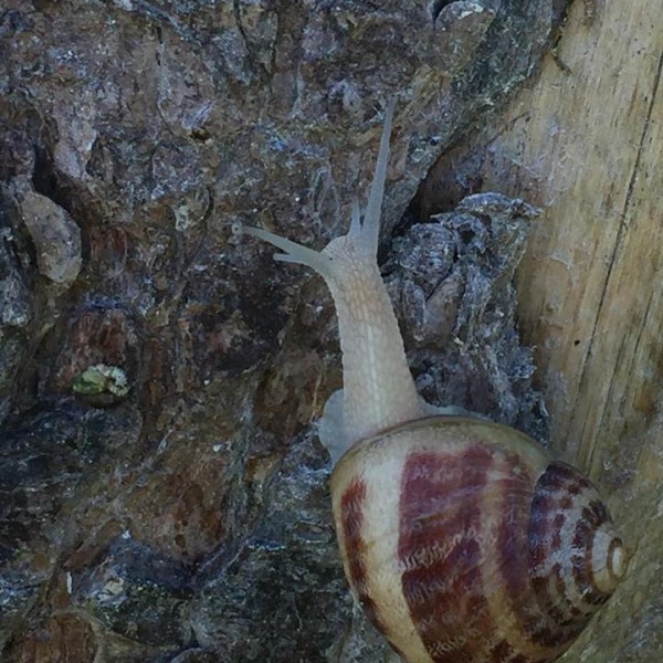 Les escargots de Jacko - Elevage