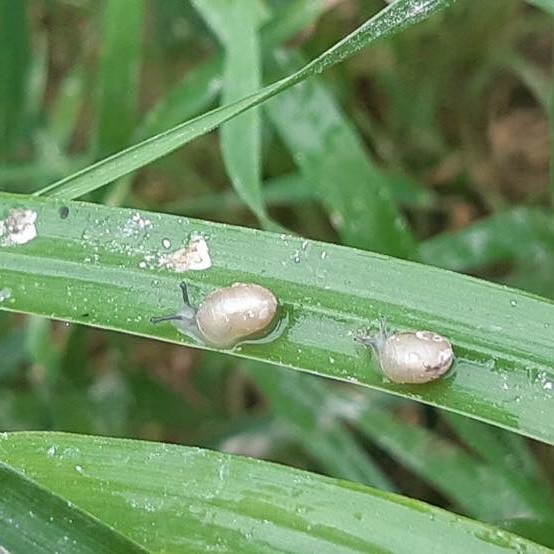 Les escargots de Jacko - Elevage